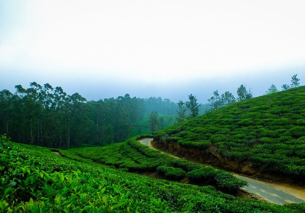 Kochi to Munnar taxi service